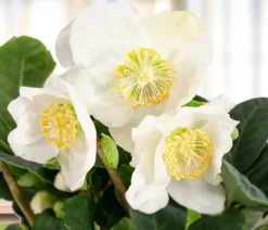 Christrose 'Christmas Carol'
