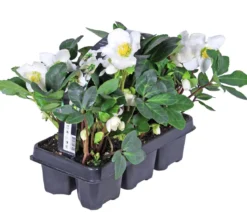 Christrose, 6er Schale