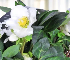 Christrose, 6er Schale