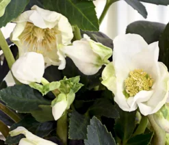 Christrose 'HGC® Jesko'