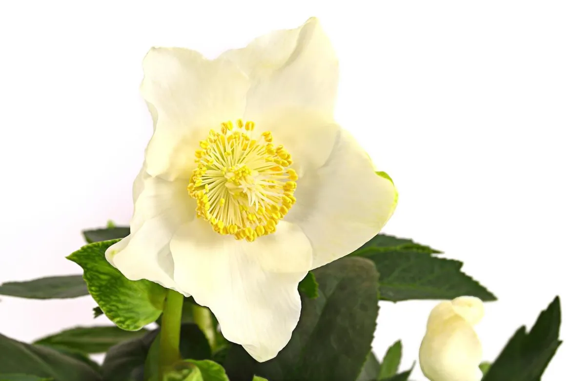 Christrose 'HGC® Jesko'