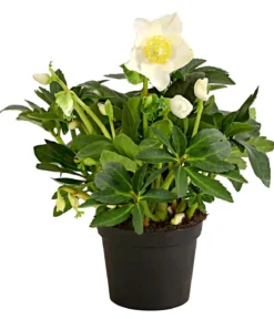 Christrose 'HGC® Jesko'