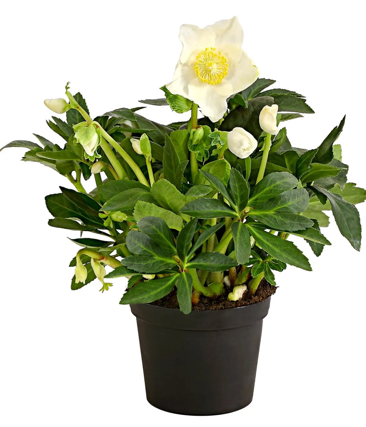 Christrose 'HGC® Jesko'