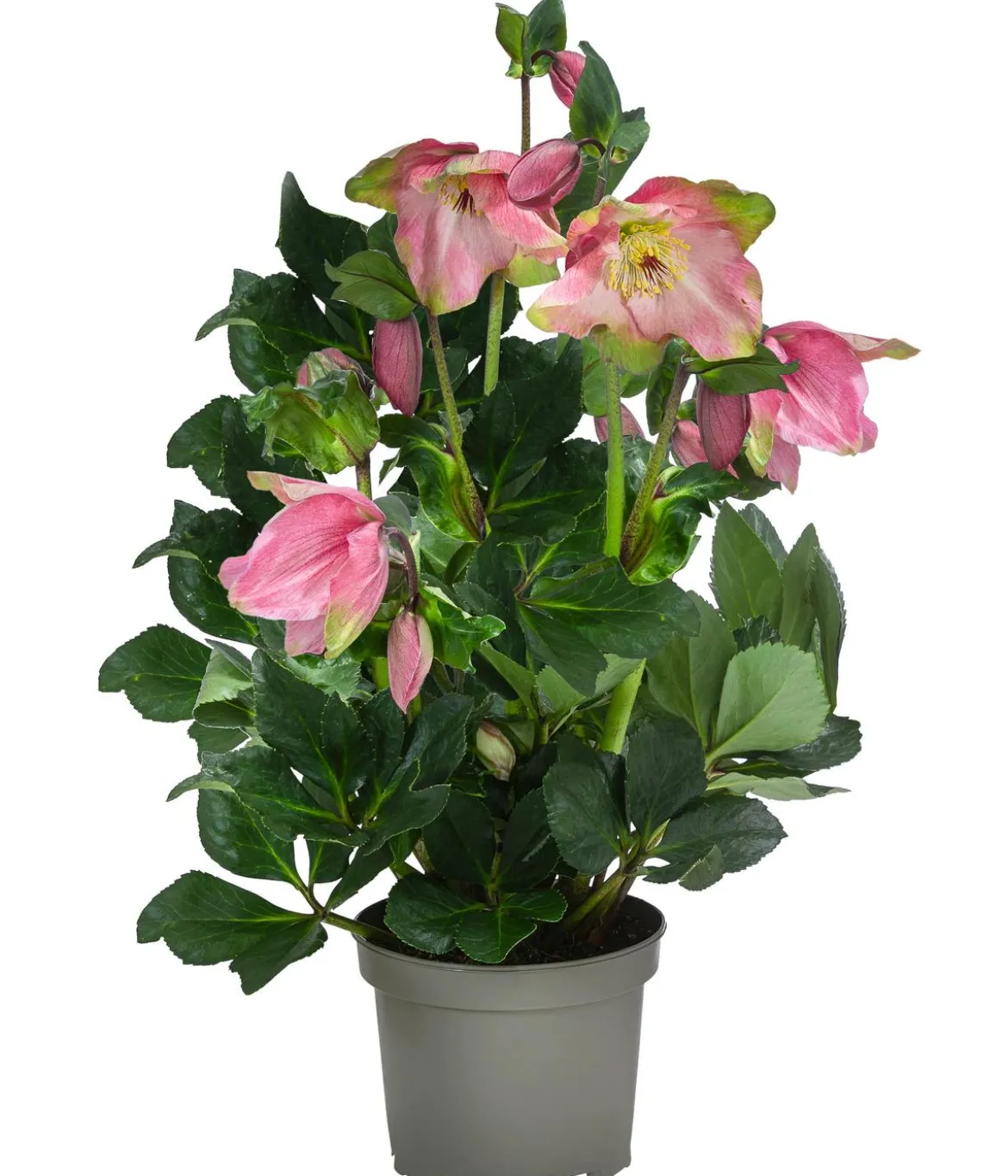 Christrose 'HGC® Winter Ballet® Katie'
