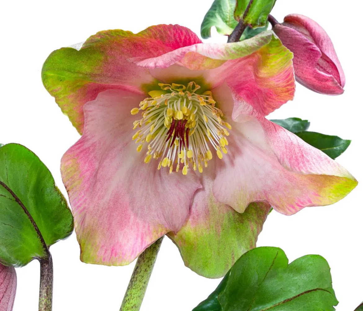 Christrose 'HGC® Winter Ballet® Katie'