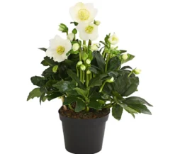 Christrose 'HGC® Wintergold®'