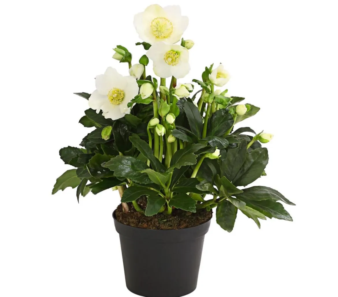Christrose 'HGC® Wintergold®'