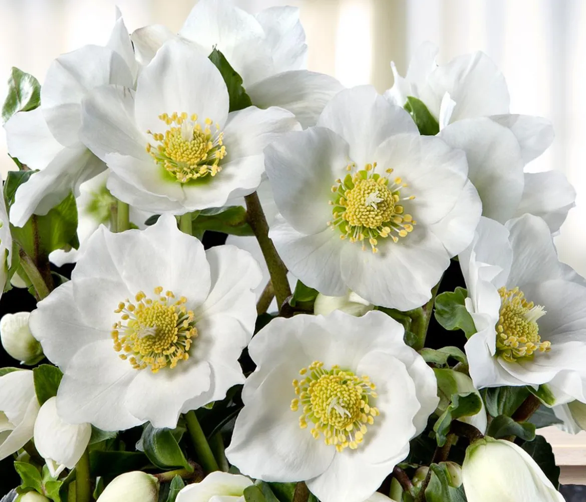 Christrose 'HGC® Wintergold®'