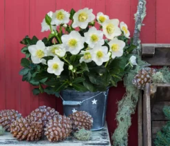 Christrose im Zinktopf
