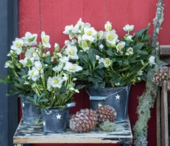 Christrose im Zinktopf