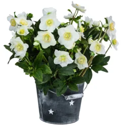 Christrose im Zinktopf