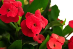 Christusdorn - Euphorbia milii