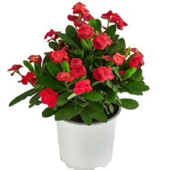 Christusdorn - Euphorbia milii