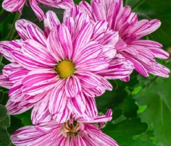 Chrysantheme 'Artistic® Dark Pink'