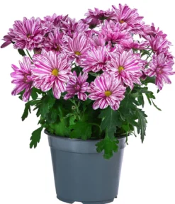 Chrysantheme 'Artistic® Dark Pink'