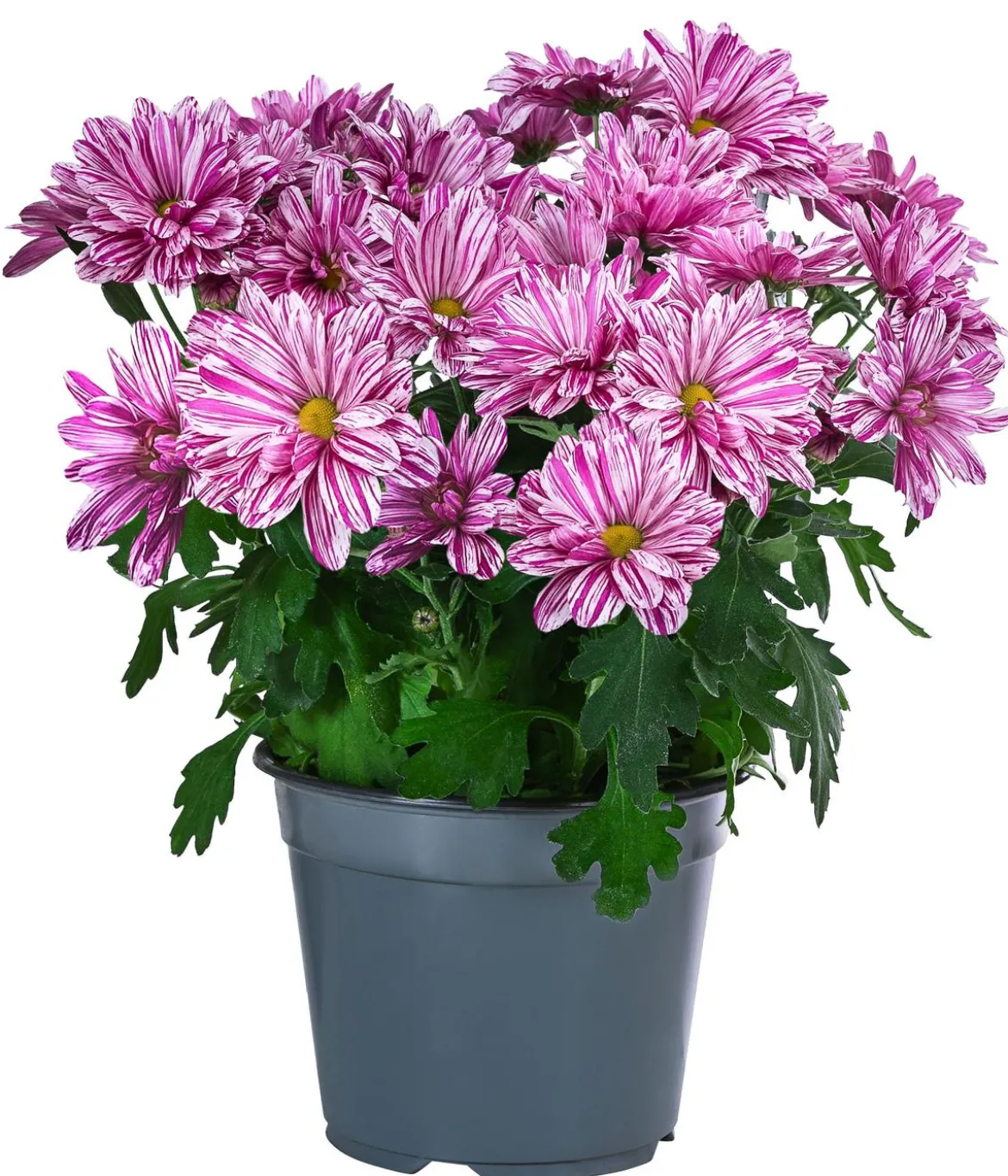 Chrysantheme 'Artistic® Dark Pink'