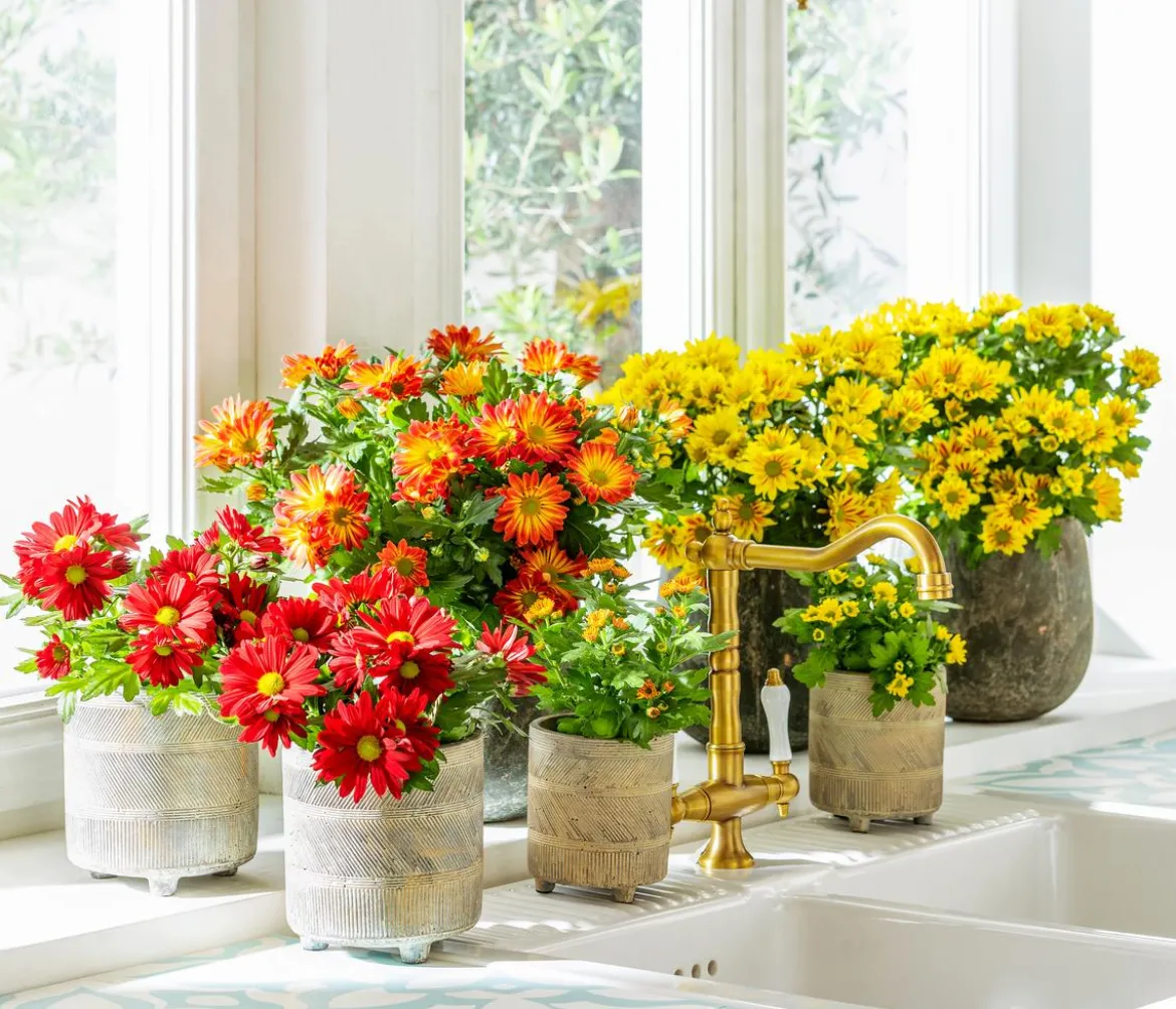 Chrysantheme 'Circus'