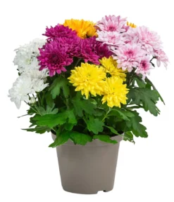 Chrysantheme 'Fifty'