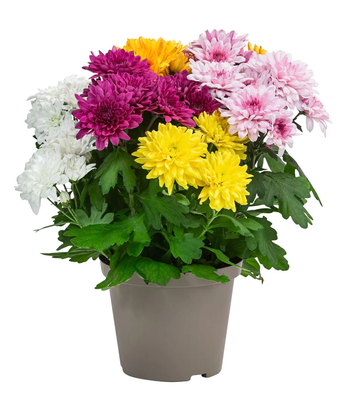 Chrysantheme 'Fifty'