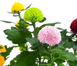 Chrysantheme 'Flowerpops'