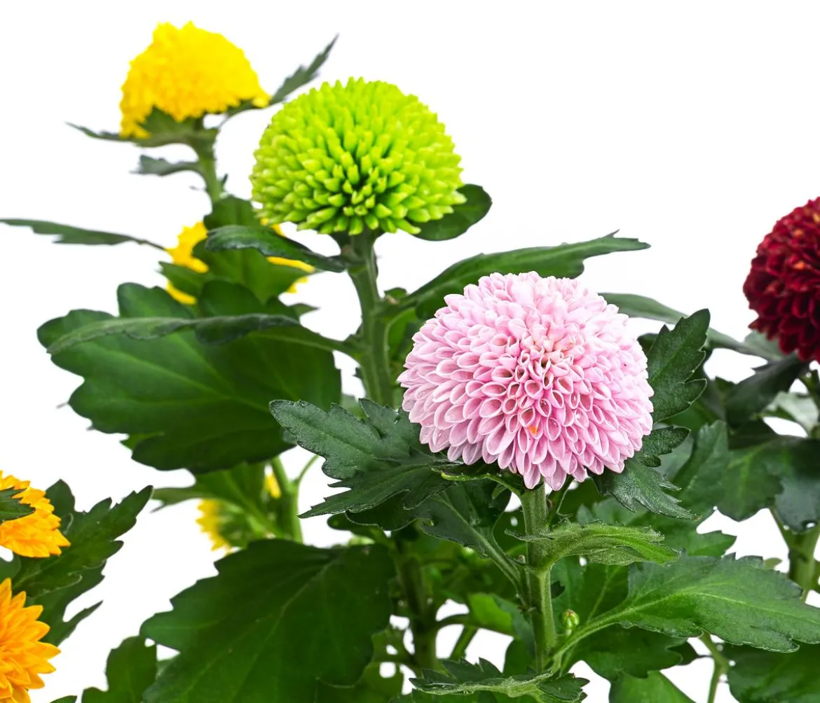 Chrysantheme 'Flowerpops'