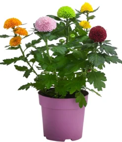 Chrysantheme 'Flowerpops'