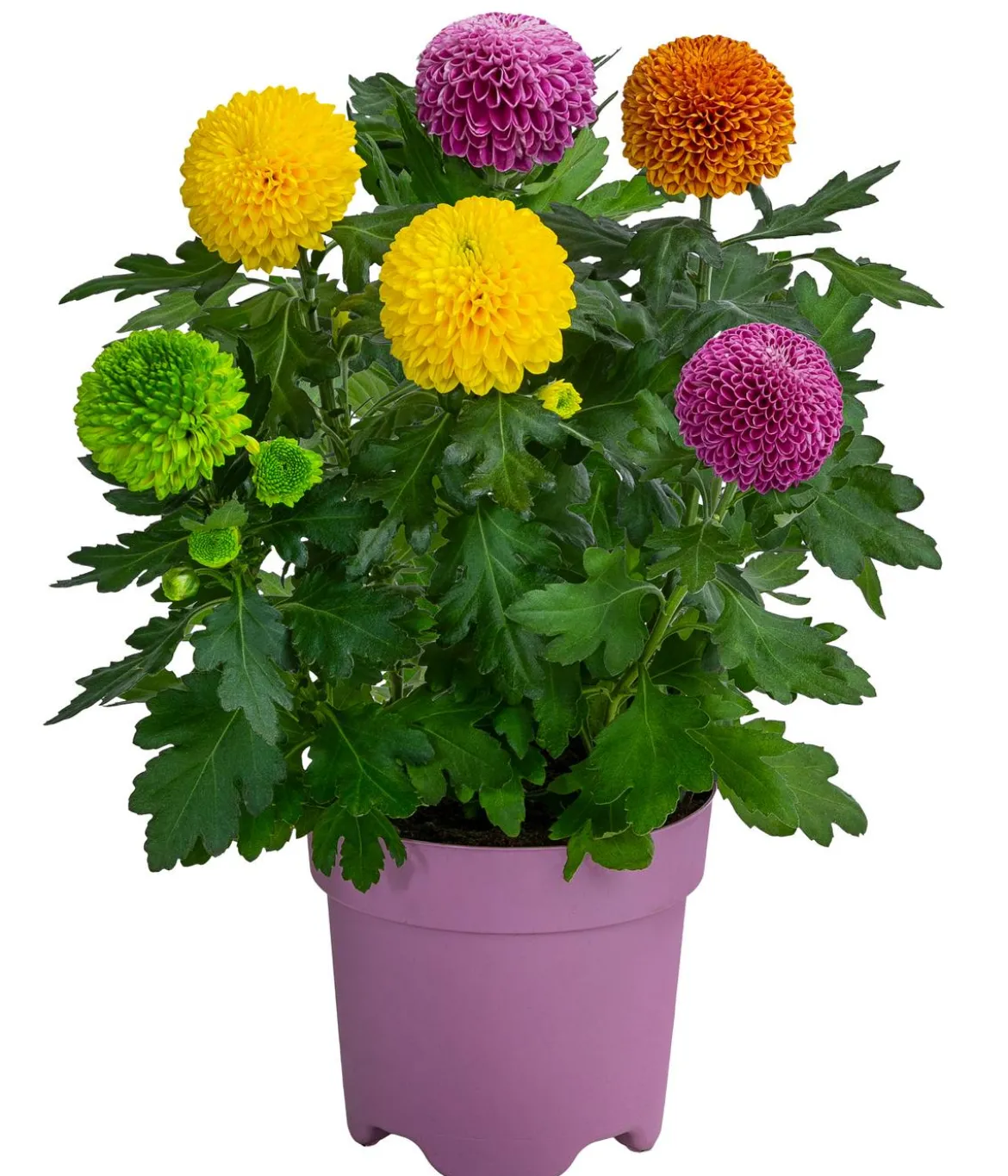 Chrysantheme 'Flowerpops'