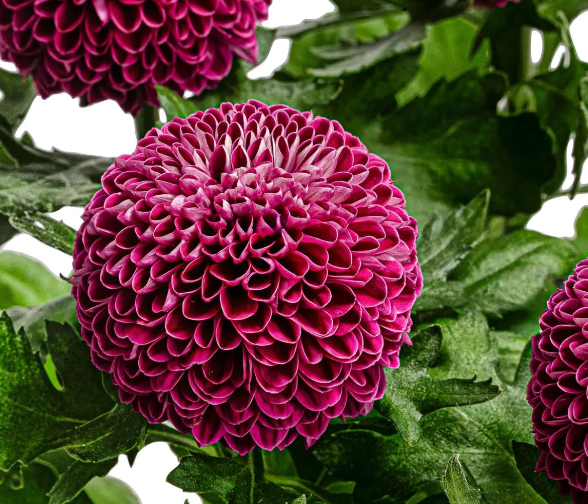 Chrysantheme 'Flowerpops', verschiedene Farben