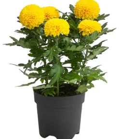 Chrysantheme 'Flowerpops', verschiedene Farben