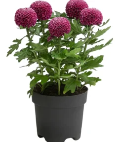 Chrysantheme 'Flowerpops', verschiedene Farben