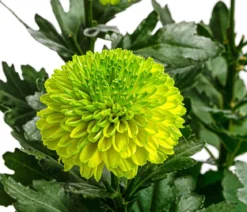 Chrysantheme 'Flowerpops', verschiedene Farben