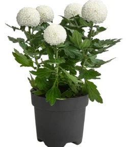 Chrysantheme 'Flowerpops', verschiedene Farben