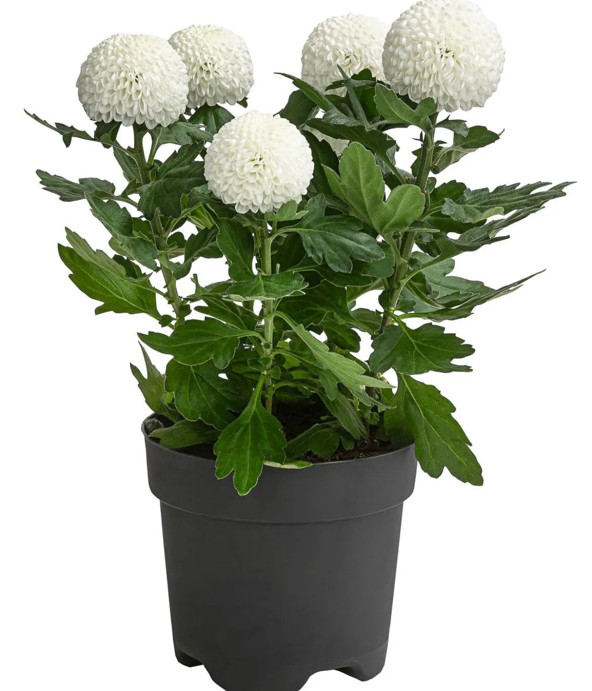 Chrysantheme 'Flowerpops', verschiedene Farben