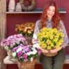 Chrysantheme 'Lake Worth'