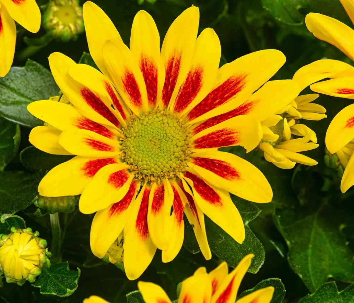 Chrysantheme 'Lake Worth'