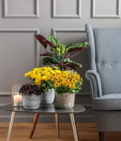 Chrysantheme 'Lake Worth'