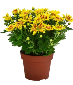 Chrysantheme 'Lake Worth'
