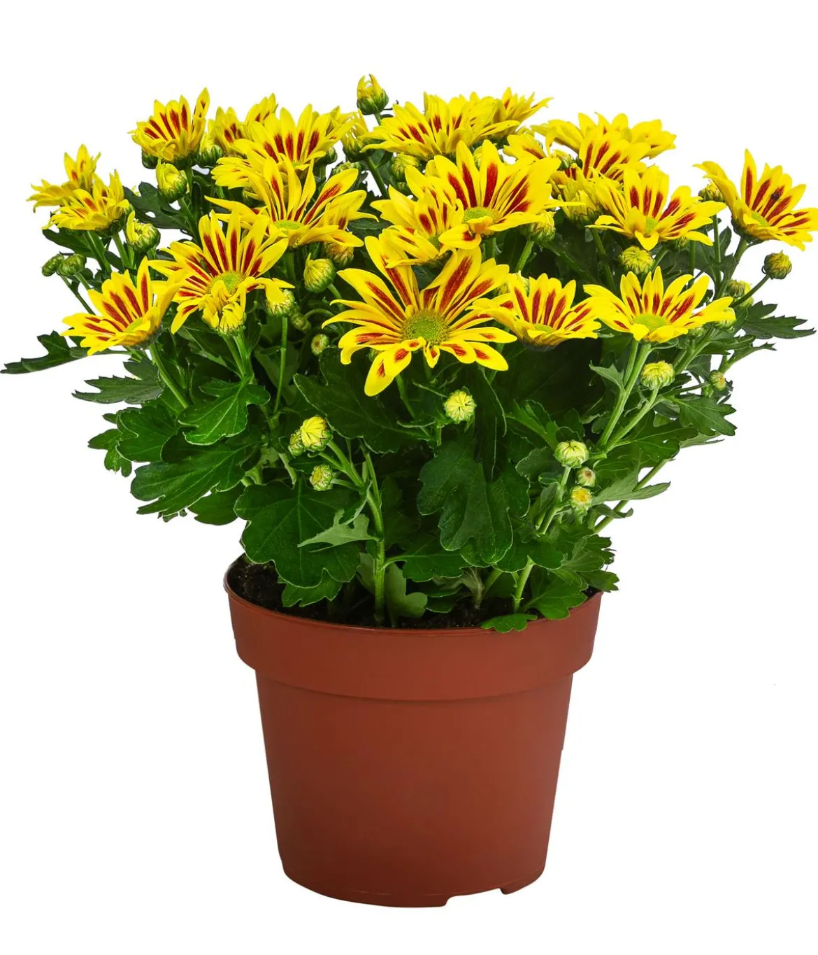 Chrysantheme 'Lake Worth'