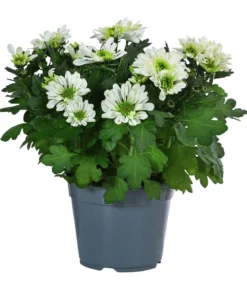 Chrysantheme 'Mount Nova Lime'