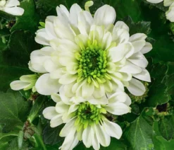 Chrysantheme 'Mount Nova Lime'