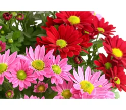 Chrysanthemen-Duo 'Swifty', Schale