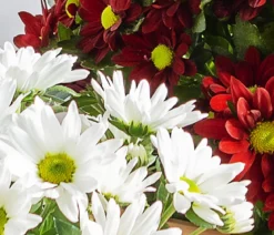 Chrysanthemen-Duo 'Swifty', Schale