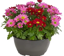 Chrysanthemen-Duo 'Swifty', Schale