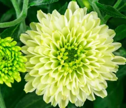 Chrysantheme 'Pistache'