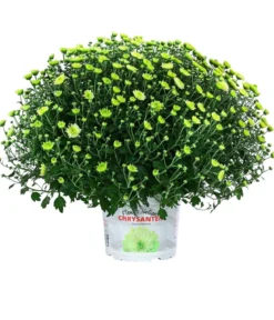 Chrysantheme 'Pistache'