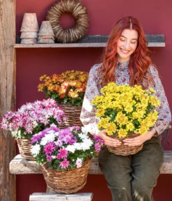 Chrysantheme 'Rainbow Carousel'