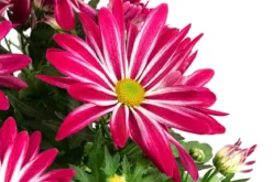 Chrysantheme 'Rainbow Carousel'