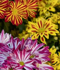 Chrysantheme 'Rainbow Carousel'