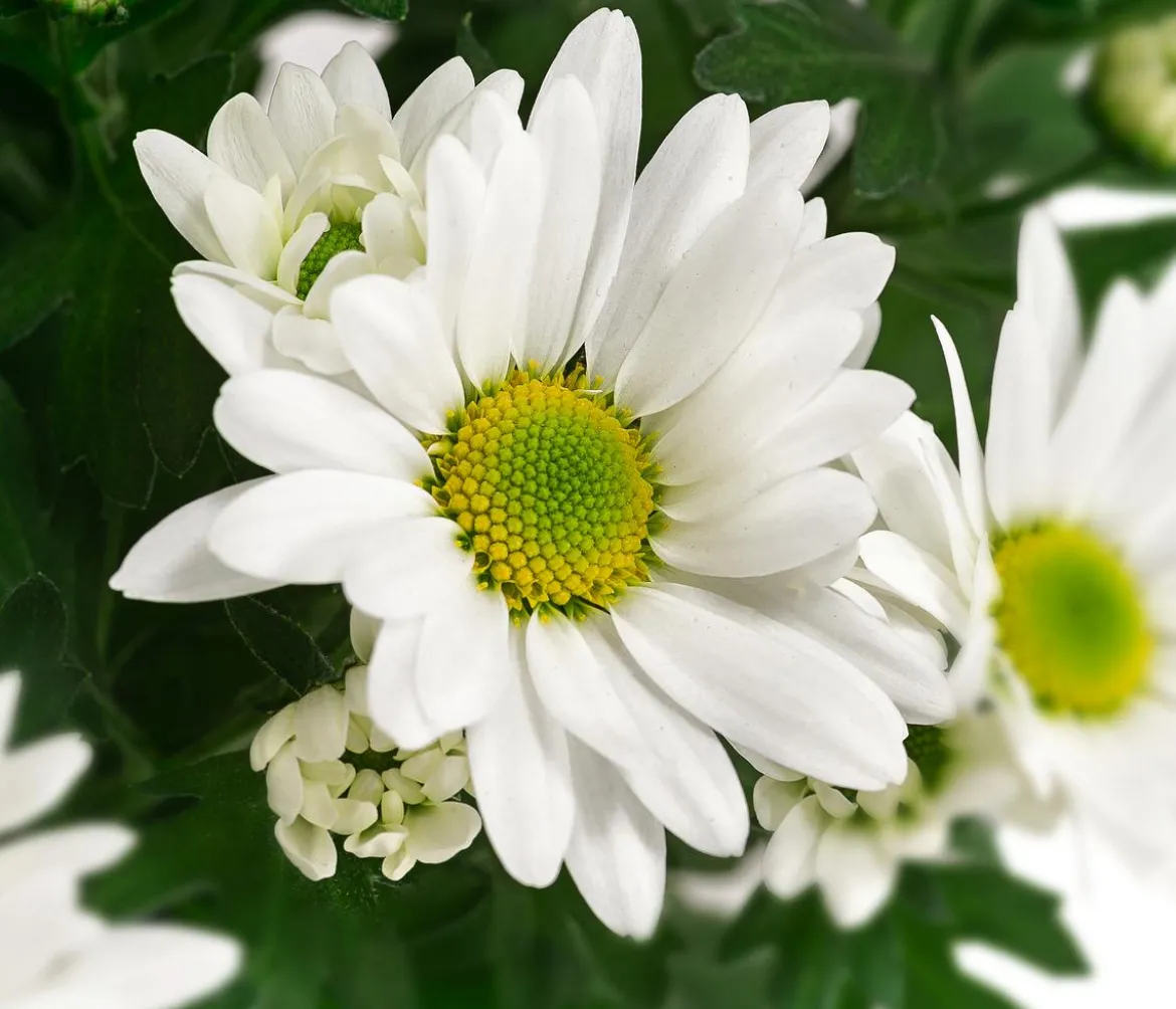 Chrysantheme 'Swifty', ca. 20-30 cm, verschiedene Farben