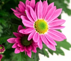 Chrysantheme 'Swifty', ca. 20-30 cm, verschiedene Farben